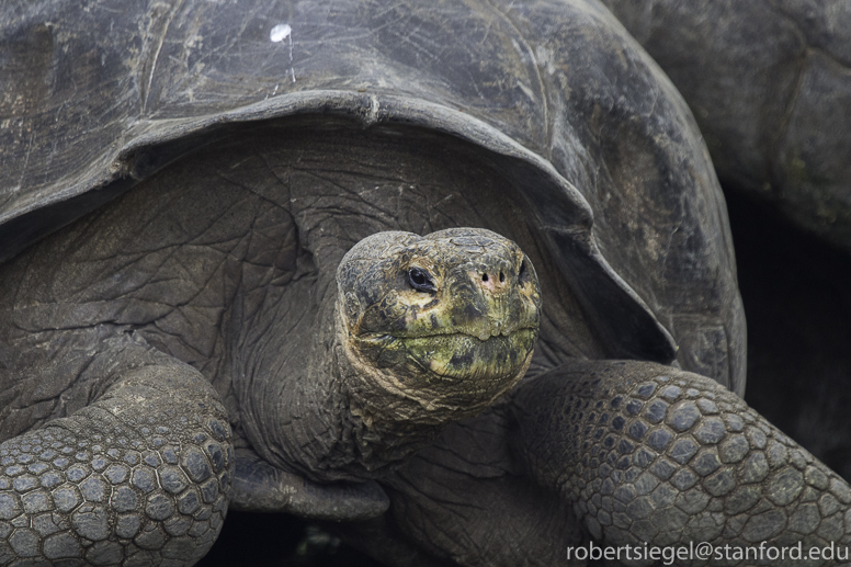 galapagos